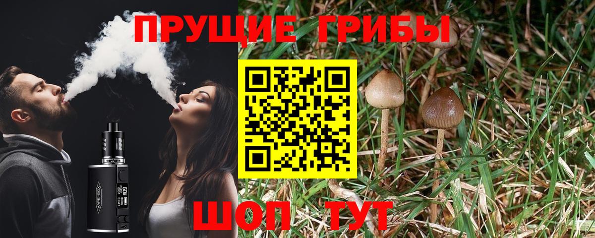 Галлюциногенные грибы Psilocybe Петропавловск-Камчатский